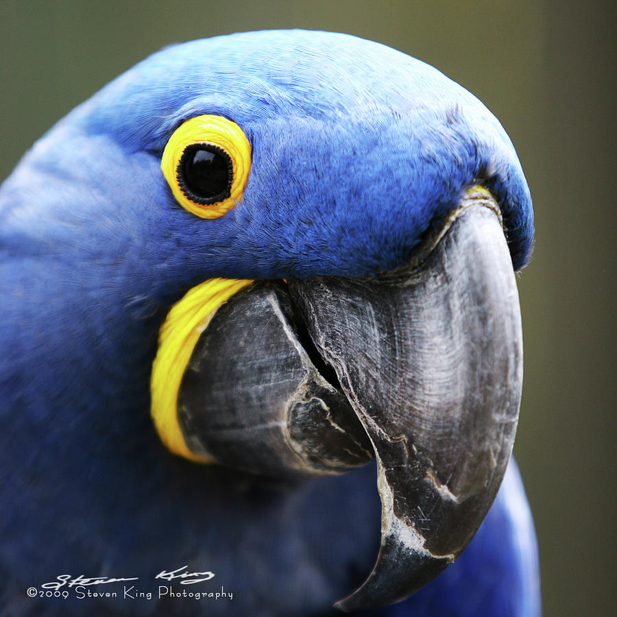 Hyacinth Macaw by Steven King