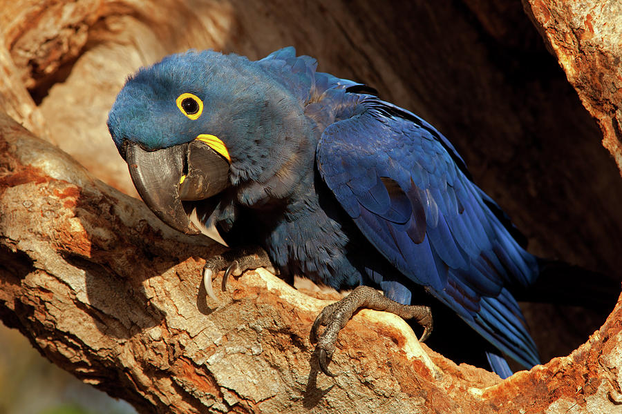 Hyacinth Macaw Watching Photograph by Aivar Mikko