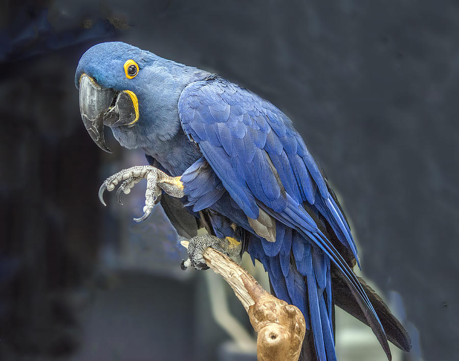 Hyacinth Macaw Photograph by William Bitman