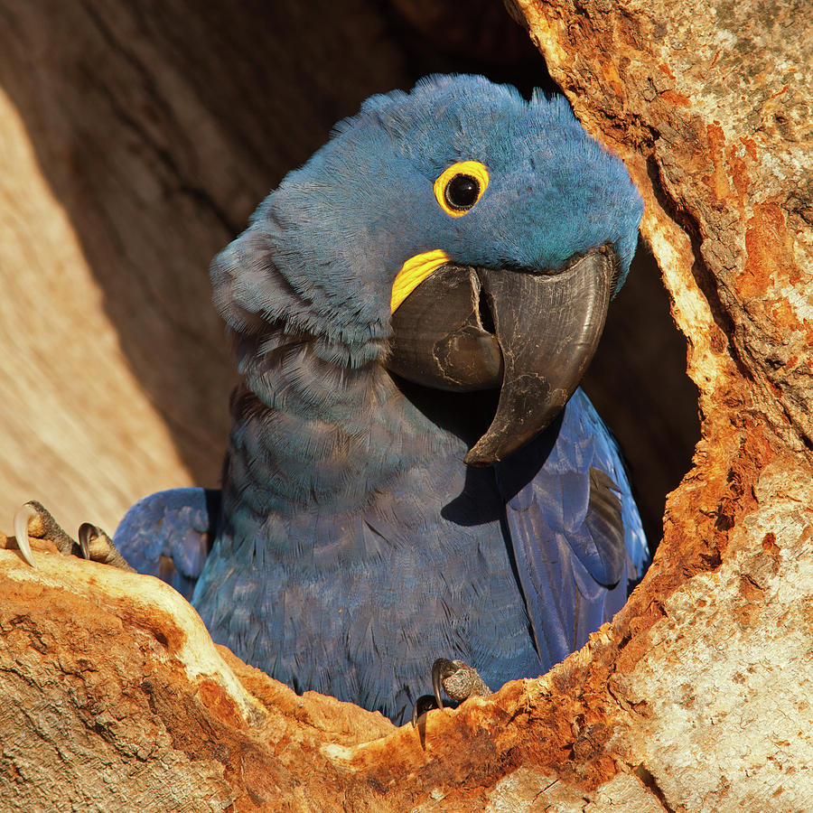 Hyacinth Macaw in Porto Jofre Photograph by Aivar Mikko