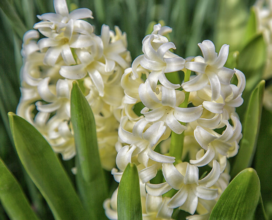 Hyacinth Photograph by Michelle Jones - Fine Art America