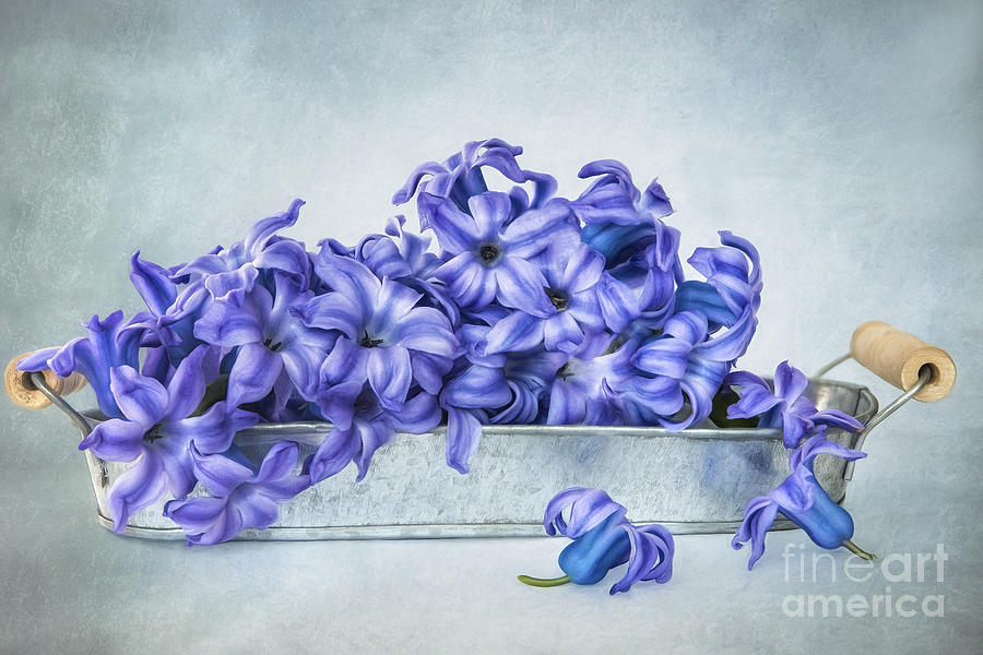 Flower Photograph - Hyacinth by Onelia PGPhotography