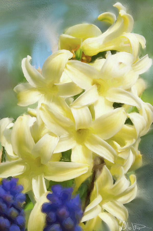 Botanical Photograph - Hyacinth Painting by Garvin Hunter Botanical Photograph - Hyacinth Painting by Garvin Hunter
