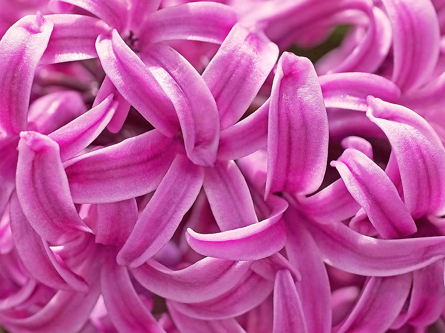 Hyacinth Pink Pearl Photograph by Rona Black