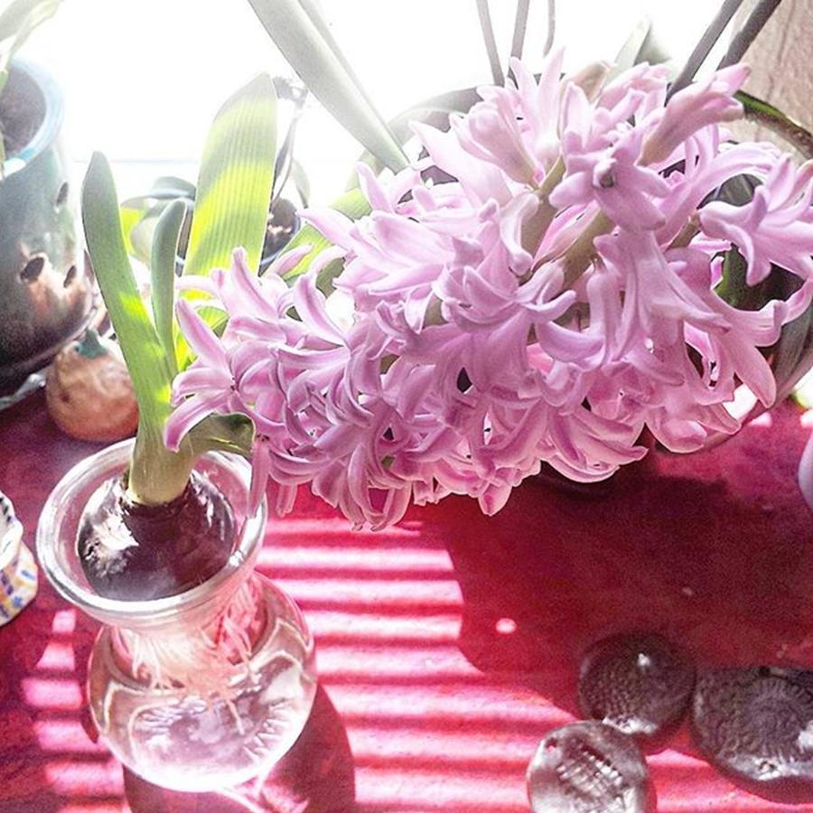 Nature Photograph - #hyacinth #plants #flower #flowers by Kazan Durante