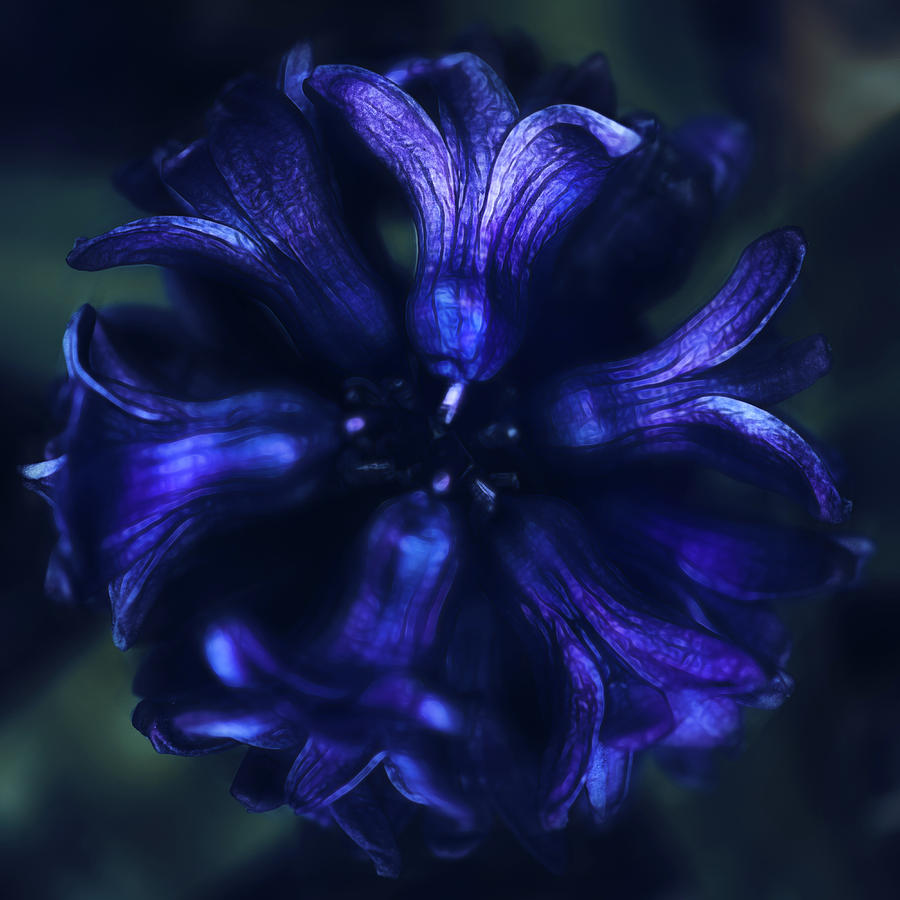 Hyacinth Photograph by Robert FERD Frank
