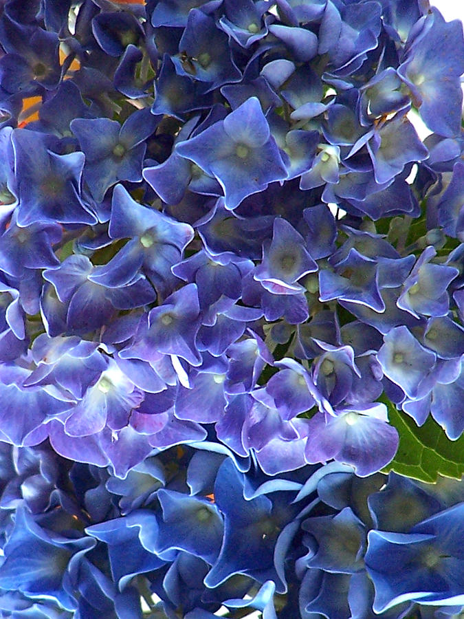 Hyacinth Photograph by Steven Huszar