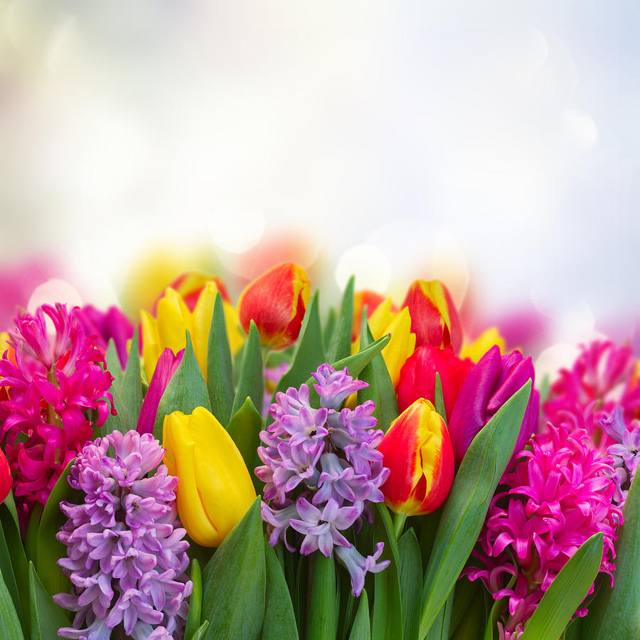 Hyacinths and Tulips Photograph by Anastasy Yarmolovich