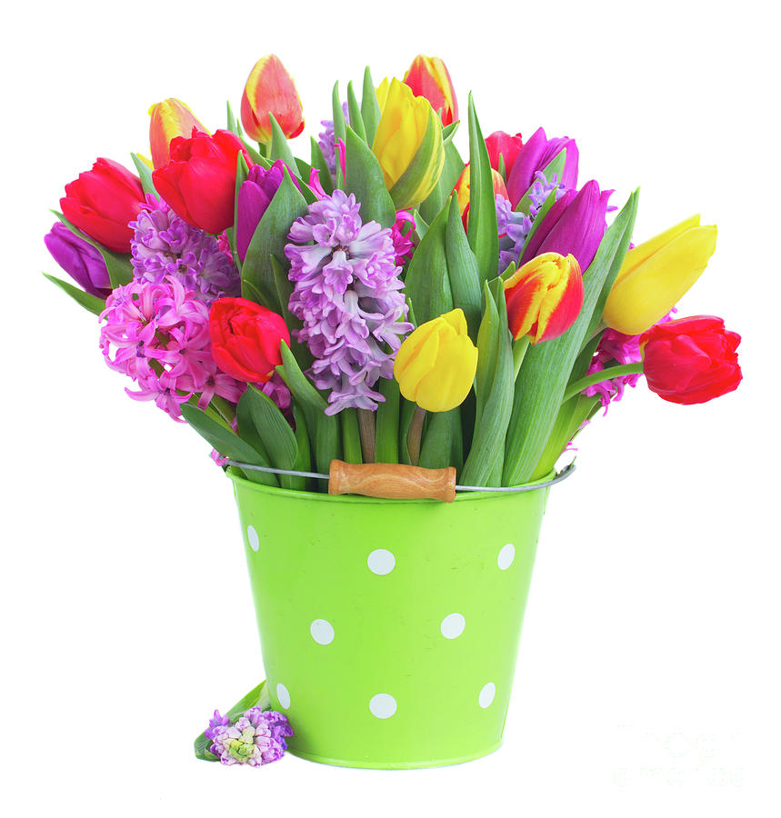 Hyacinths and Tulips in Pot Photograph by Anastasy Yarmolovich