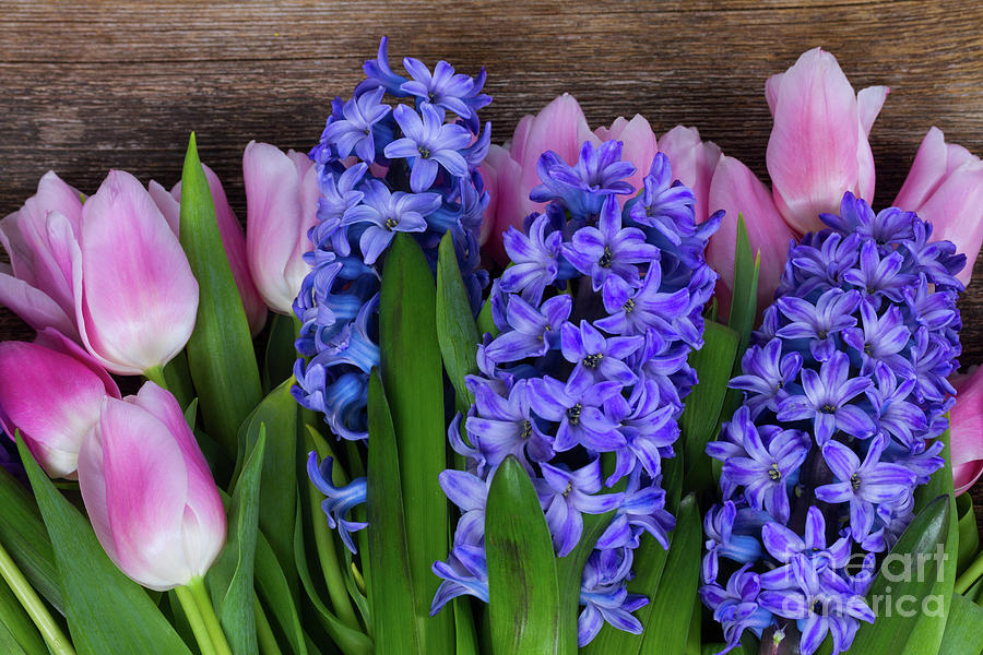 Hyacinths and Tulips II Photograph by Anastasy Yarmolovich