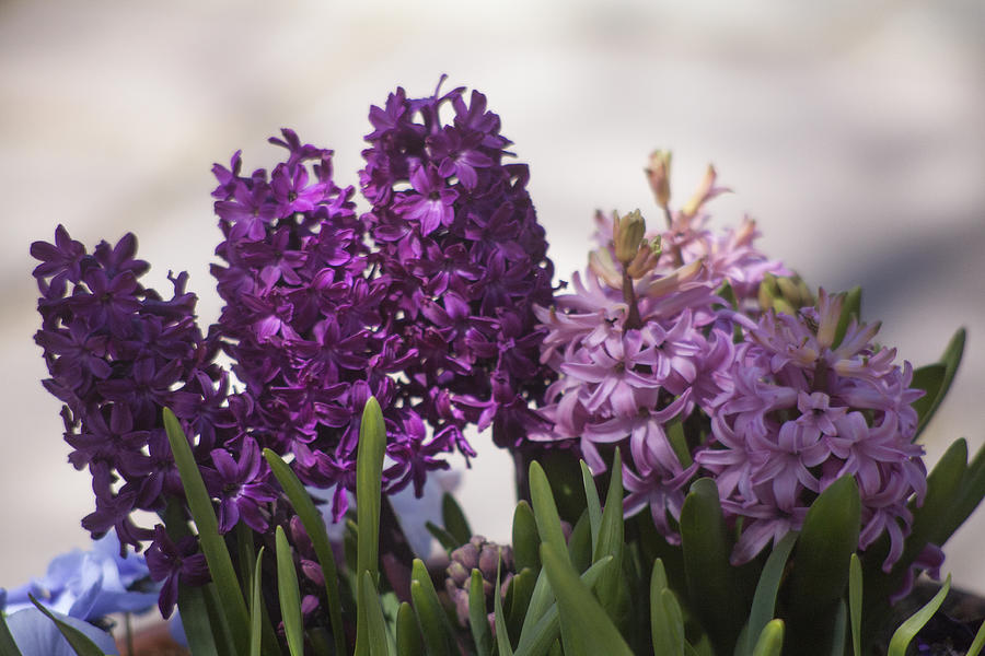 Hyacinths Photograph by Morris McClung