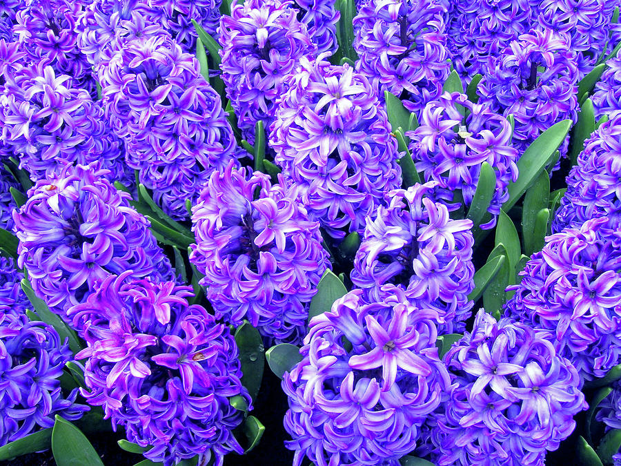 Hyacinths No. 1-1 Photograph by Sandy Taylor