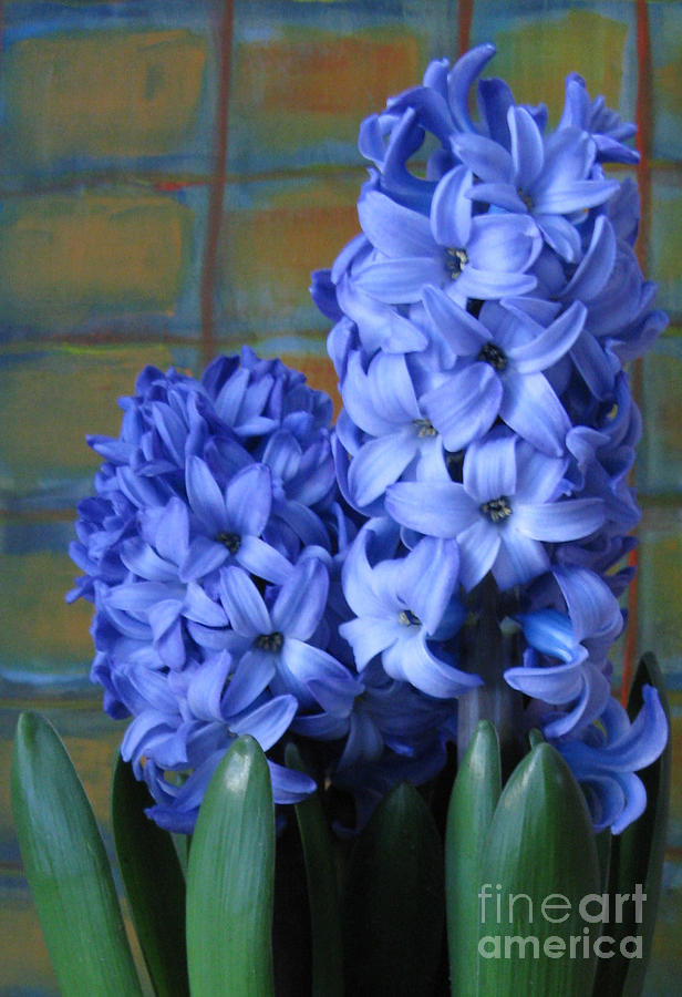 Hyacinths Photograph by Patricia Januszkiewicz