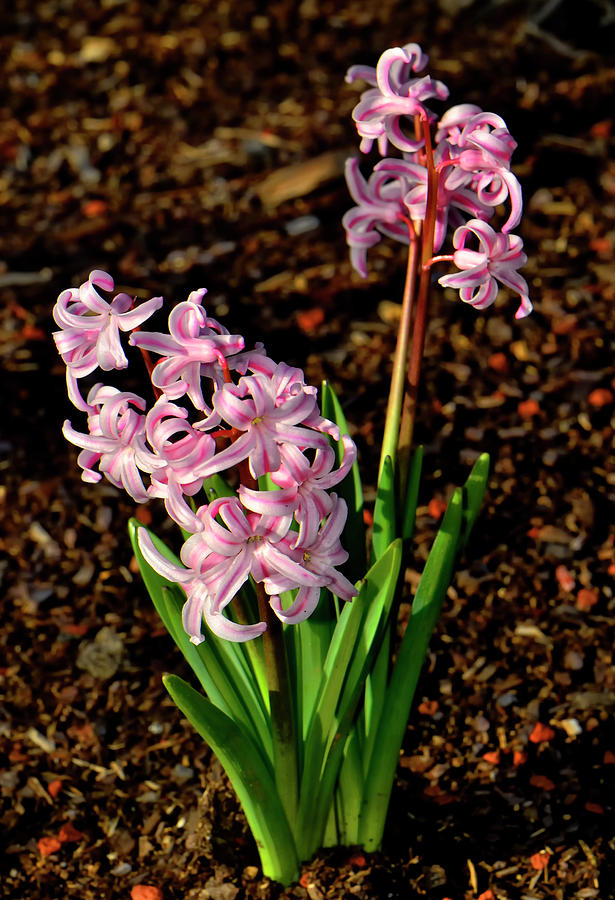 Hyacinthus Orientalis - Lady Derby 001 Photograph by George Bostian