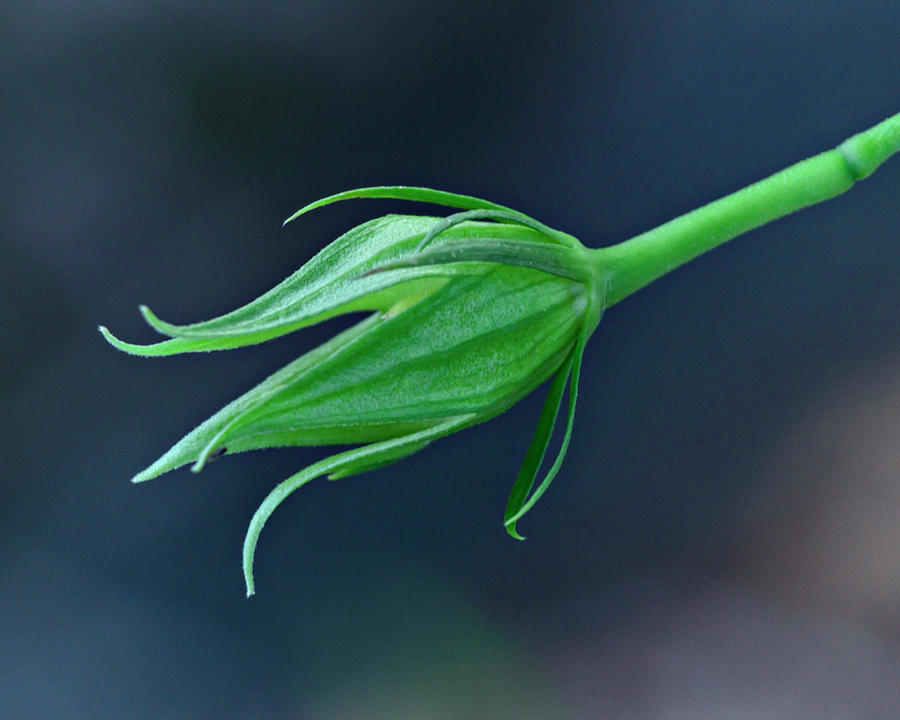 Empty Photograph - Hybiscus Flower Bud by Diane Bell