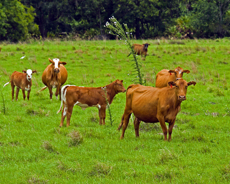 Hybrid cattle on the Deseret Ranch in East Central Florida Photograph by Allan Hughes Hybrid cattle on the Deseret Ranch in East Central Florida Photograph by Allan Hughes