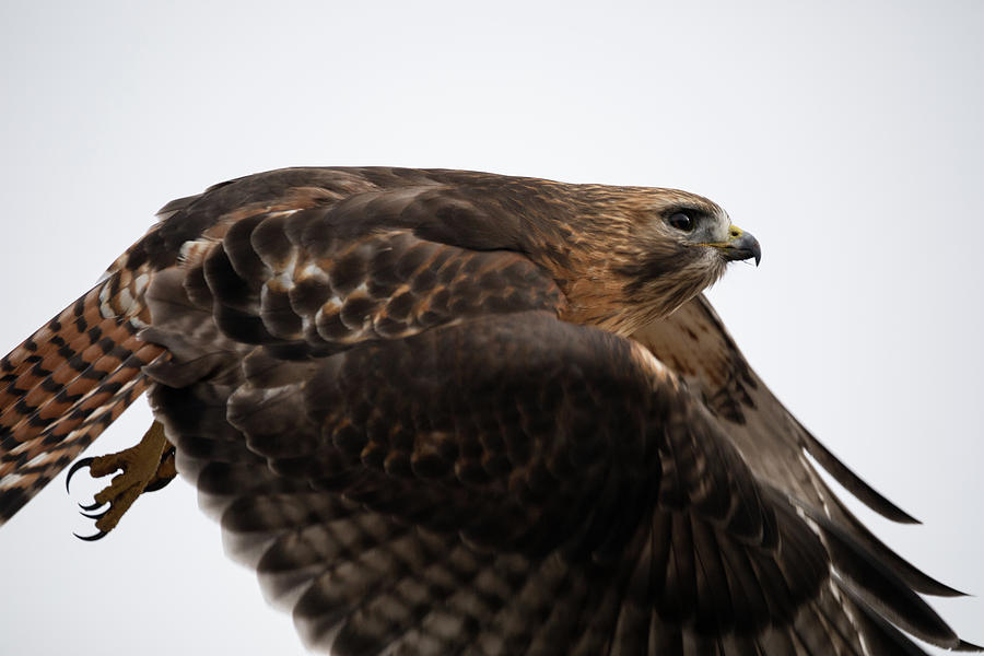Hybrid Hawk Flyby  Photograph by Brian Hale