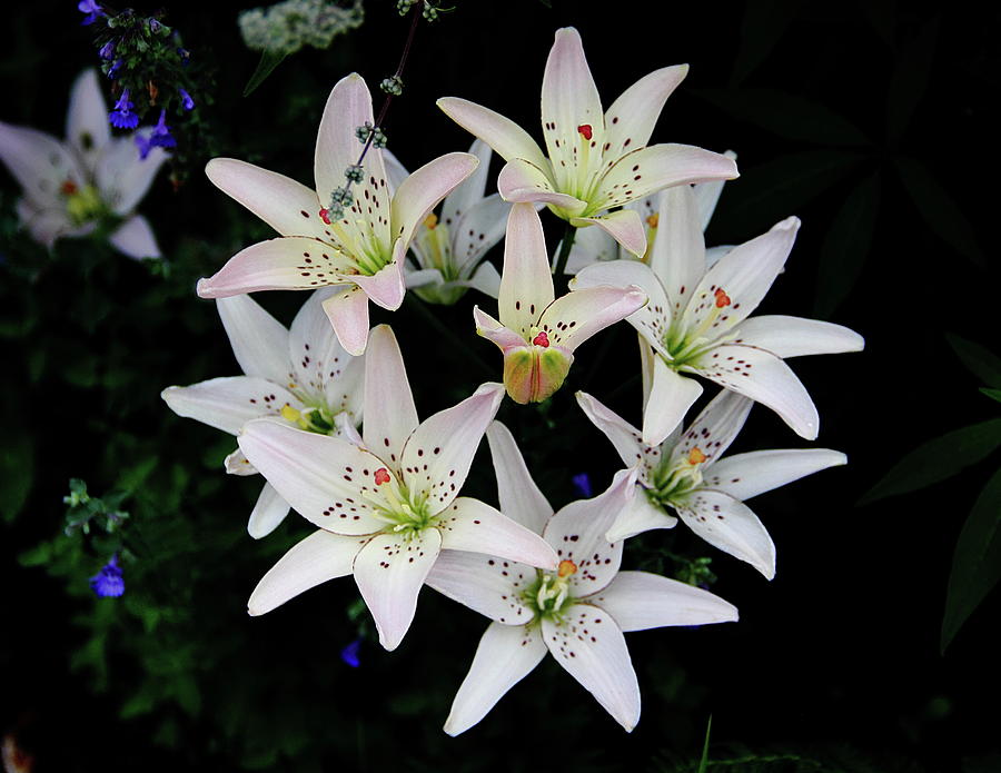 Hybrid Lily Photograph by Allen Nice-Webb