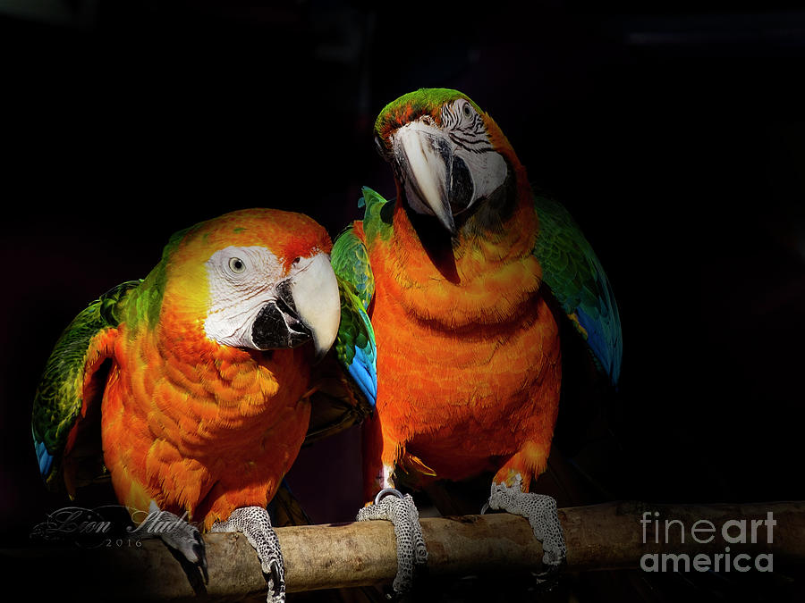 Hybrid Macaws Photograph by Melissa Messick