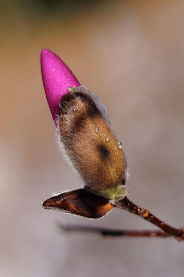 Hybrid Magnolia Bud Photograph by Carol Montoya