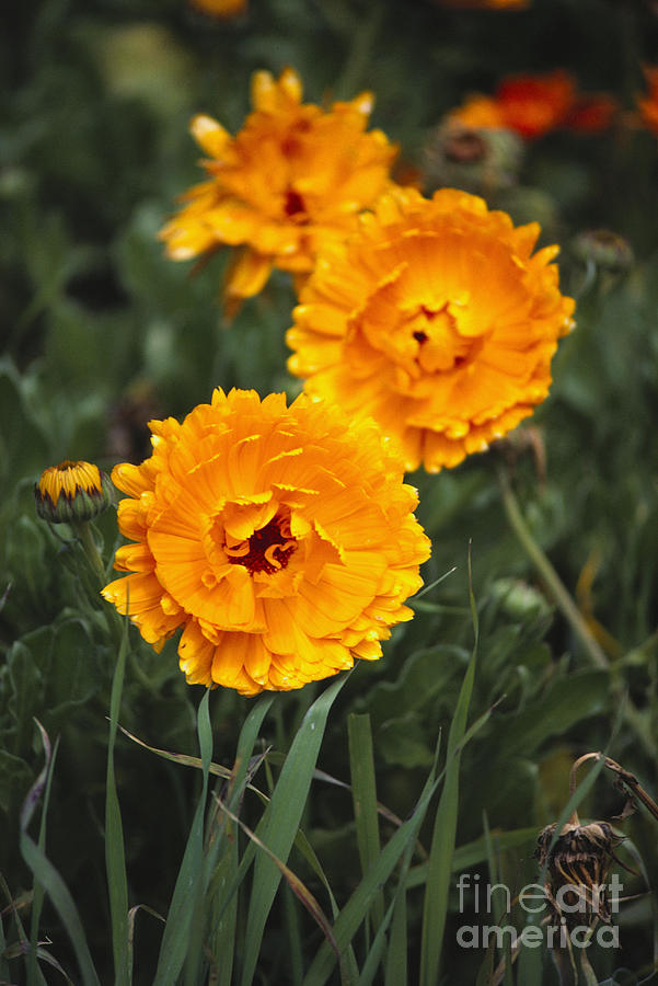 Hybrid Marigolds Photograph by Allan Seiden - Printscapes