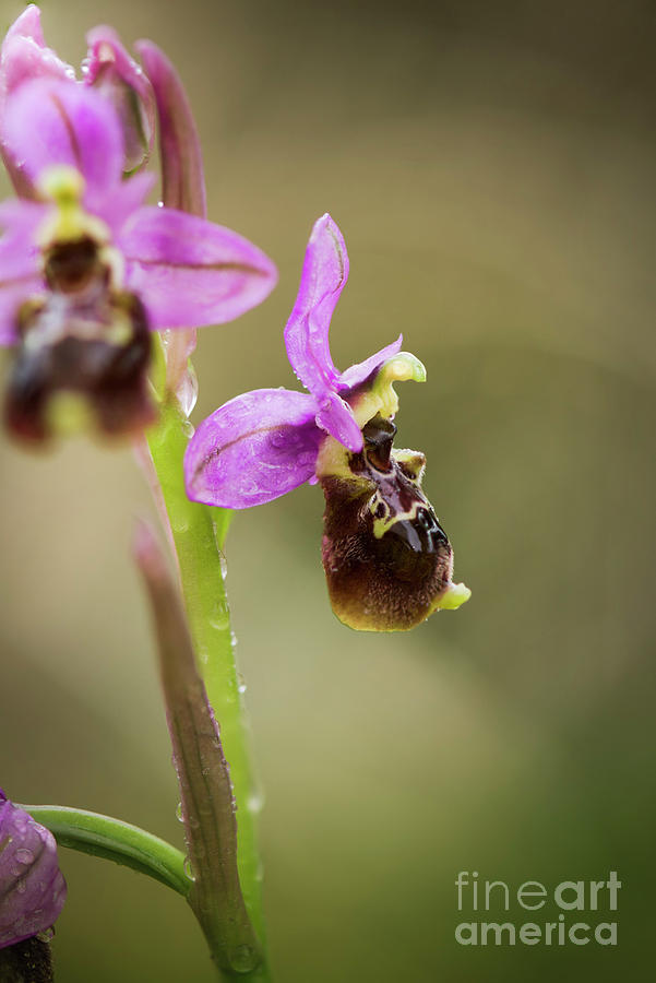 hybrid Ophrys x peltieri, or Ophrys scolopax x Ophrys tenthredinifera Photograph by Perry Van Munster