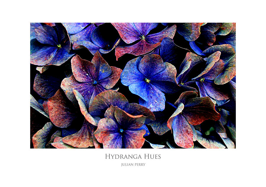 Hydranga Hues Digital Art by Julian Perry