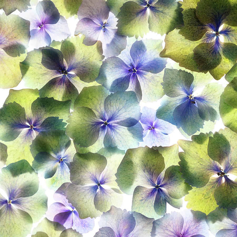 Hydrangae Squared Photograph by Rebecca Cozart