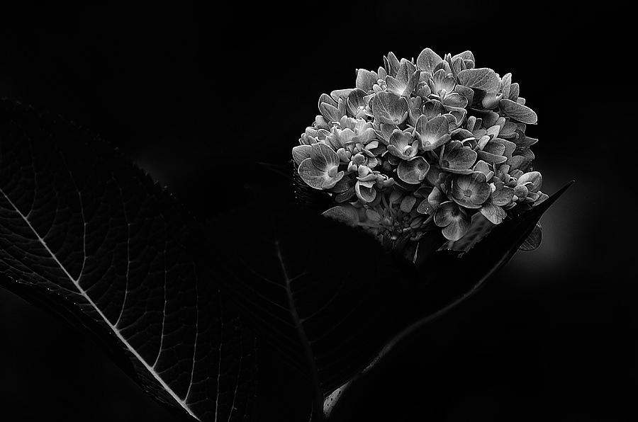 Hydrangea  -  Black and White Photograph by Susan McMenamin