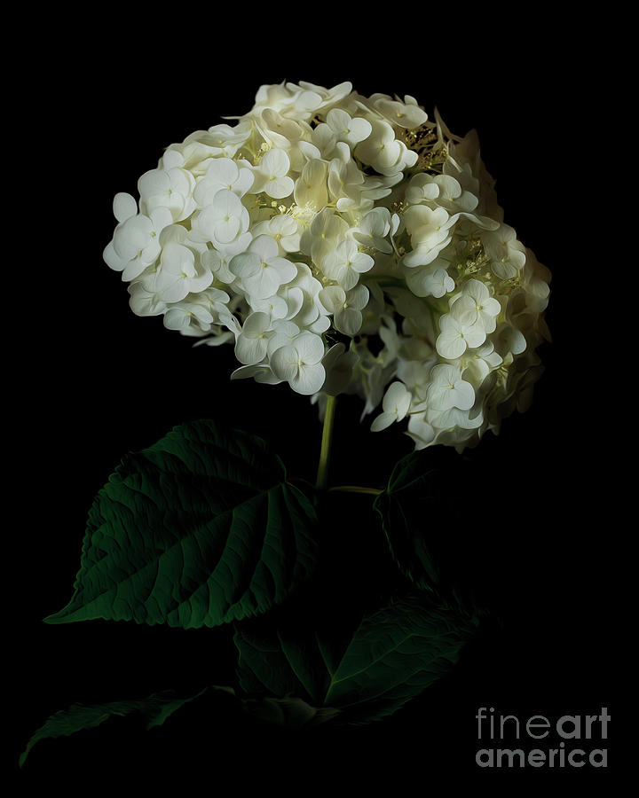 Flowers Still Life Photograph - Hydrangea 1 by Tim Wemple