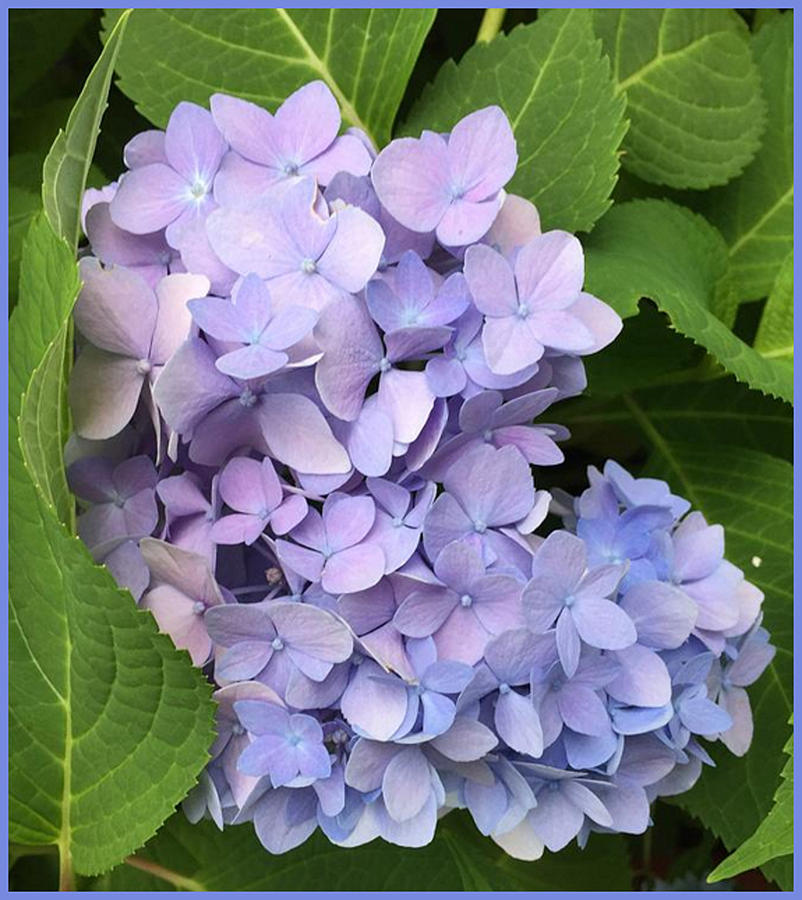 Hydrangea - 2 Photograph by Lisa Cassinari - Fine Art America