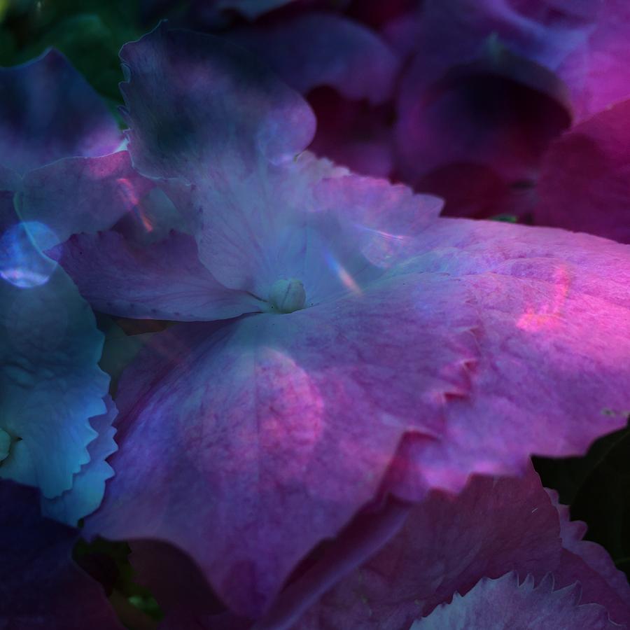 Hydrangea Photograph by Anne Thurston