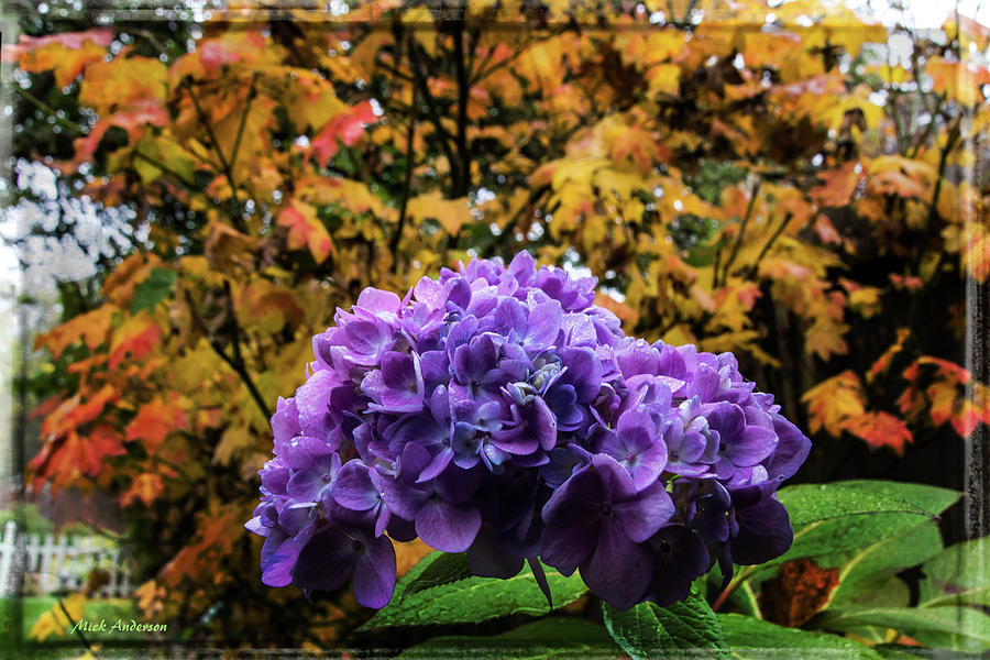 Hydrangea Autumn  Photograph by Mick Anderson