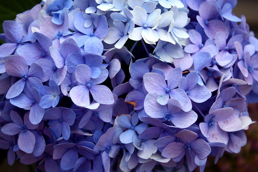Hydrangea Azure Photograph By Kristine Betts