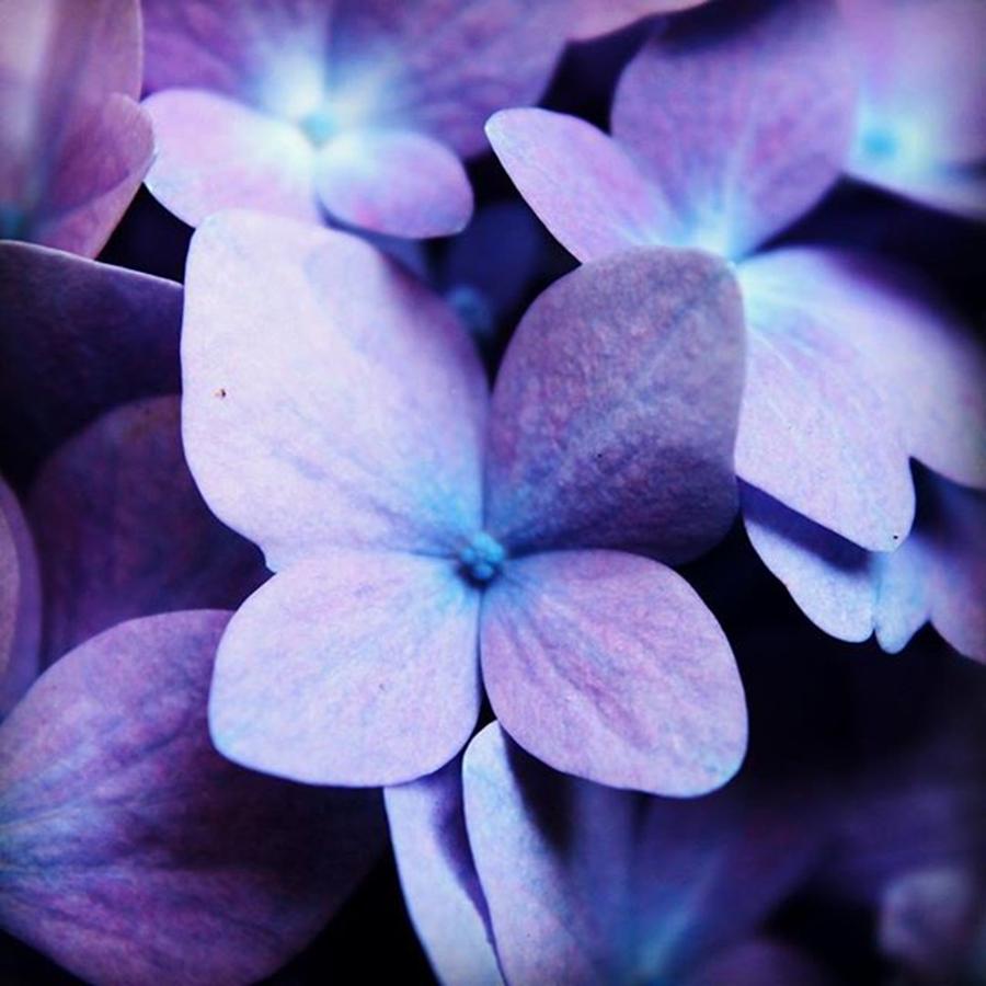 Flower Photograph - Hydrangea B by Justin Connor