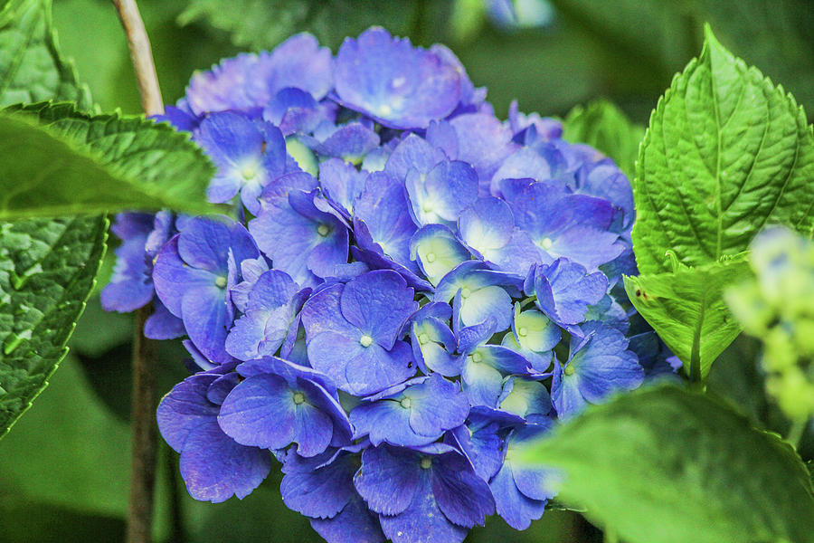 Hydrangea Photograph by Barbara Blanchard - Fine Art America