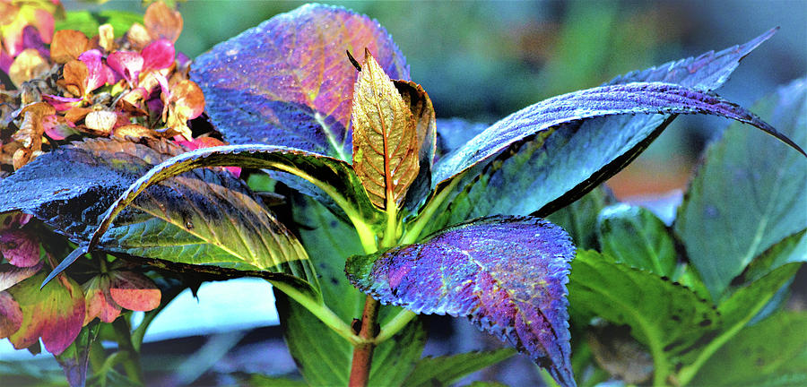Hydrangea Beauty Photograph
