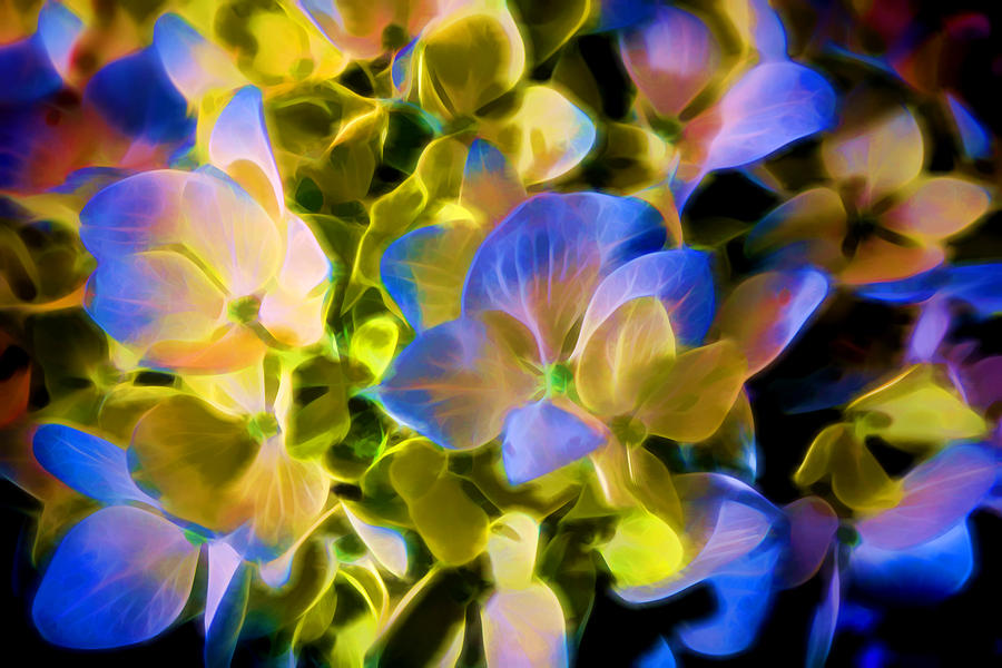 Hydrangea beauty Digital Art by Lilia S