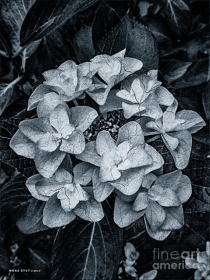 Noir Hydrangea Autumn Flower Mixed Media
