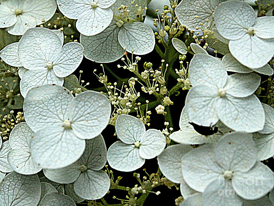 Hydrangea Bloom 3 Photograph by Nancy Kane Chapman
