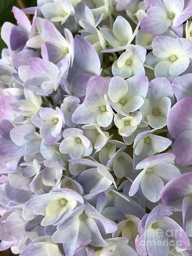 Hydrangea Bloom Photograph by Anita Streich