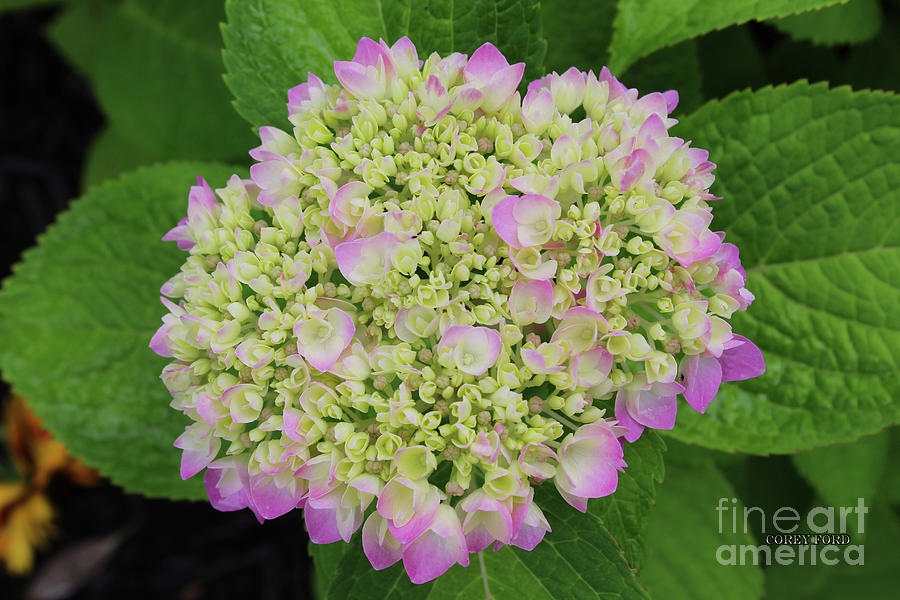 Hydrangea Bloom Painting by Corey Ford