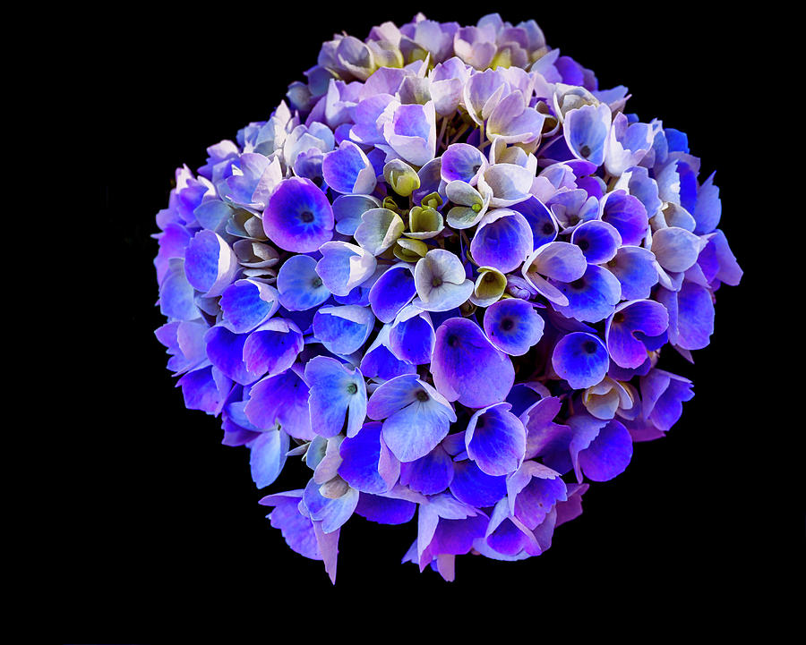 Hydrangea Bloom Photograph by David Kay