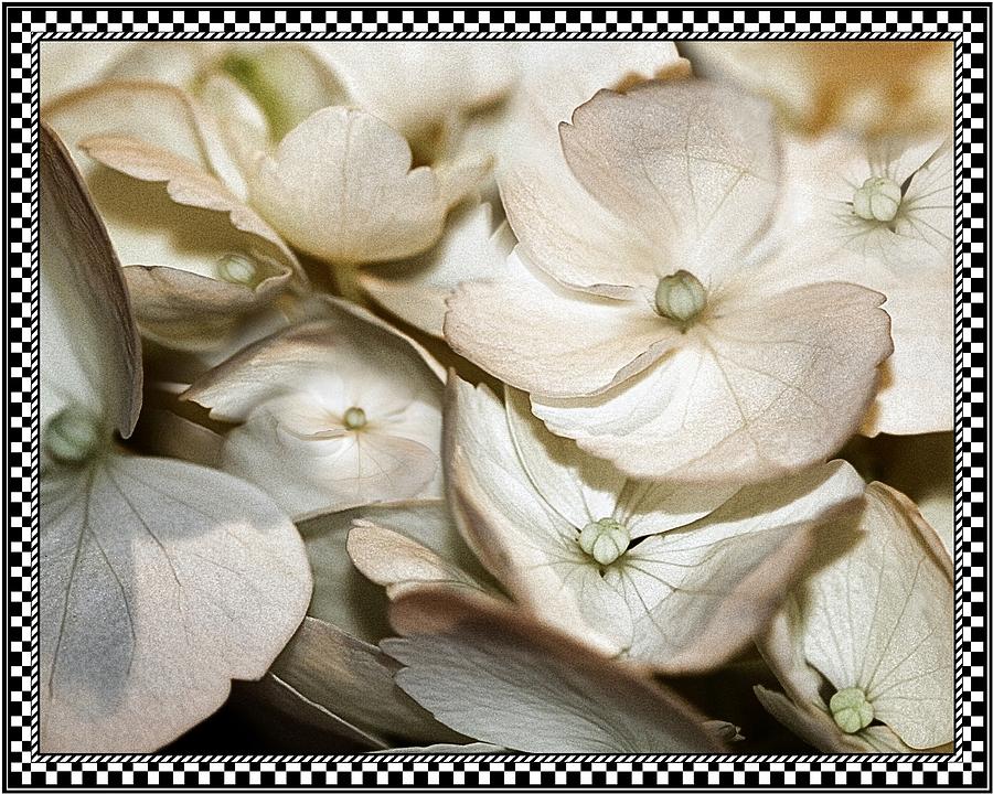 Hydrangea Blossom 2 Framed Photograph by Andrea Lazar