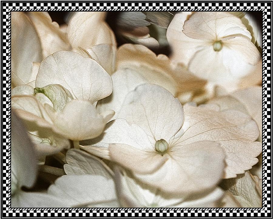Hydrangea Blossom Framed Photograph by Andrea Lazar