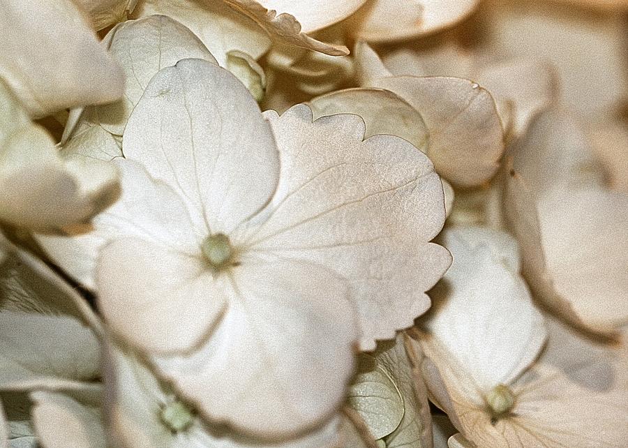 Hydrangea Blossom in Sepia Tones Photograph by Andrea Lazar