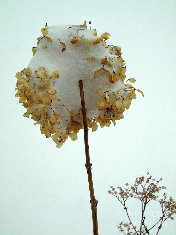 Hydrangea Blossom In Snow Photograph