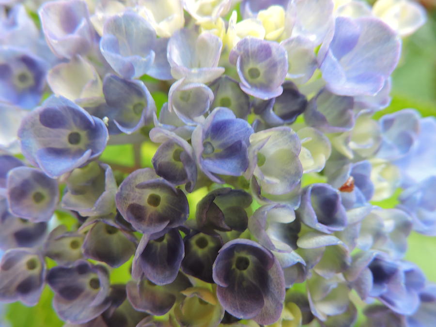 Floral Photograph - Hydrangea Blue by Denise Hoff Floral Photograph - Hydrangea Blue by Denise Hoff