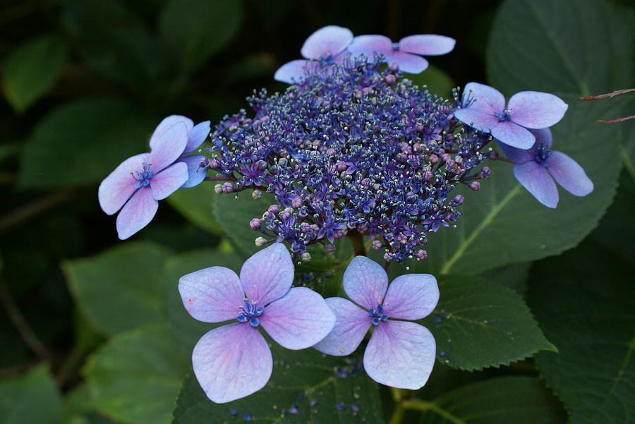 Hydrangea Blue XI Photograph by Jacqueline Russell - Fine Art America