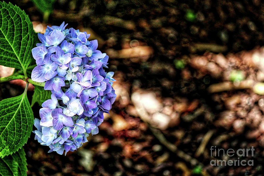 Flowers Still Life Photograph - Hydrangea Blues by Karin Everhart